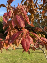 Oxydendrum