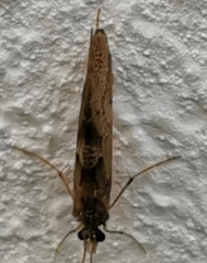 Trichoptera