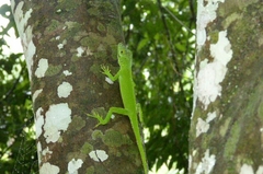 Anolis cuvieri