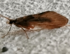 Trichoptera