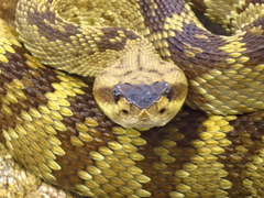 Crotalus molossus
