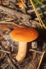 Lactarius aurantiacus