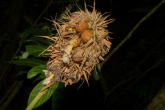 Goeppertia altissima