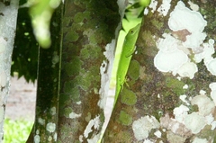 Anolis cuvieri