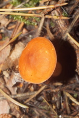 Lactarius aurantiacus