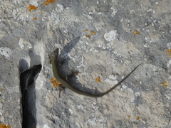 Podarcis melisellensis