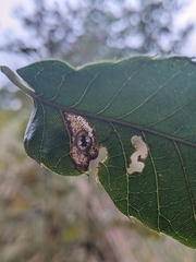 Phyllonorycter basistrigella