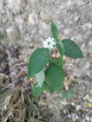 Lantana achyranthifolia