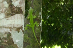 Anolis cuvieri