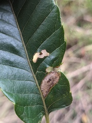 Phyllonorycter basistrigella