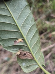 Phyllonorycter basistrigella