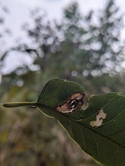 Phyllonorycter basistrigella
