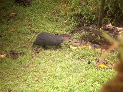 Dasyprocta fuliginosa