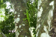 Anolis cuvieri