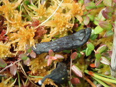 Geoglossum sphagnophilum