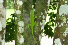 Anolis cuvieri
