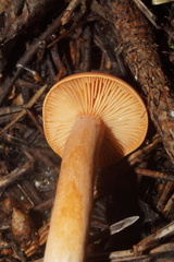 Lactarius aurantiacus