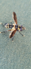 Trichopoda plumipes