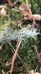 Usnea longissima
