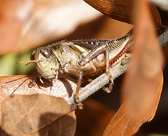 Melanoplus keeleri