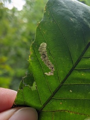 Coptotriche castaneaeella