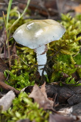 Stropharia caerulea