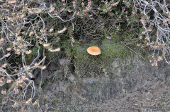 Cystoderma amianthinum