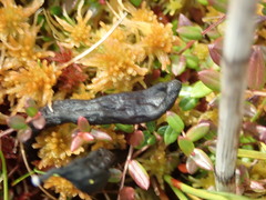 Geoglossum sphagnophilum