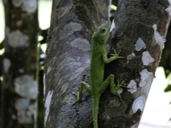 Anolis cuvieri