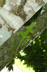 Anolis cuvieri