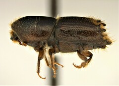 Ips calligraphus