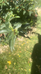 Forsythia × intermedia