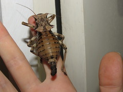 Enyaliopsis transvaalensis