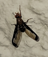 Diacrita costalis