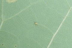 Illinoia liriodendri