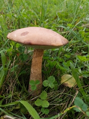 Leccinum scabrum