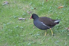 Gallinula chloropus
