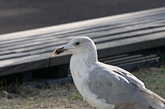 Larus argentatus