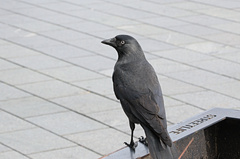 Corvus monedula