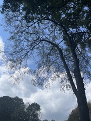 Crataegus phaenopyrum