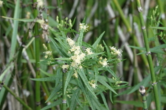 Brickellia eupatorioides corymbulosa