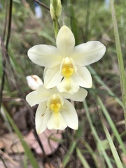 Spathoglottis eburnea