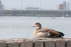 Alopochen aegyptiaca