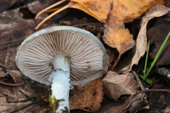 Stropharia caerulea