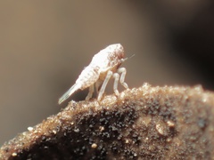 Danepteryx