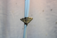 Phalaenostola larentioides