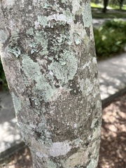 Physcia americana