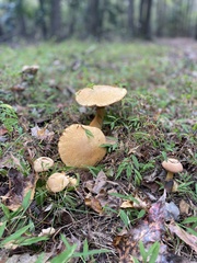 Aureoboletus innixus