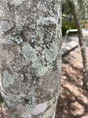 Physcia americana