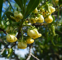 Diospyros lycioides